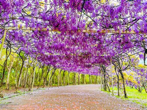 淡水景點｜淡水紫藤花園~漫步於紫藤花隧道欣賞紫色浪漫花園紫藤花期3月底~4月初