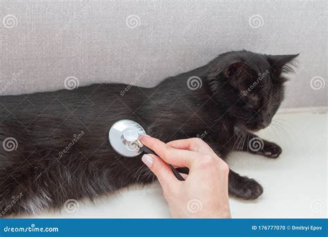 Veterinarian Doctor Examining Cat With Stethoscope In Clinic Stock