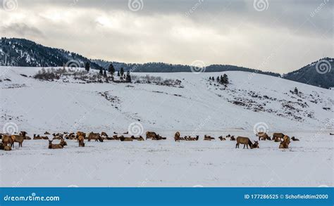 Elk Herd Grazing stock image. Image of scene, large - 177286525