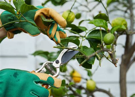 Here's How Lemon Trees Can Survive Mild Winters - Tree Journey