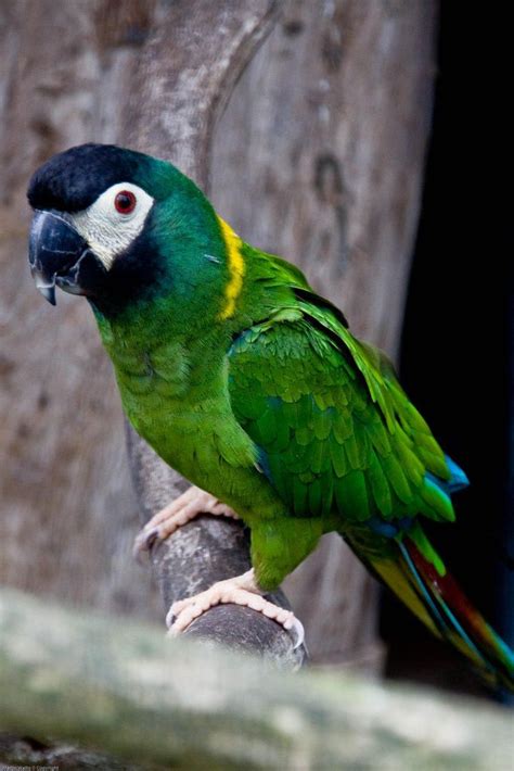 50 best Macaws images on Pinterest | Parakeets, Parrots and Beautiful birds