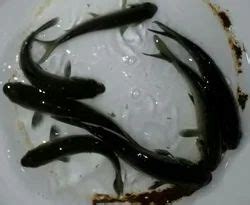 Black Carp Fish Seed Pack Size 5 At Rs 1 Piece In Surat ID 16948660573