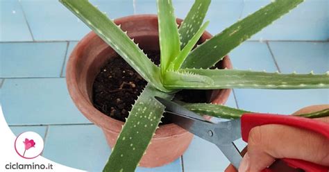 Aloe Come E Quando Tagliare Le Foglie Per Usare Il Gel Ciclamino It