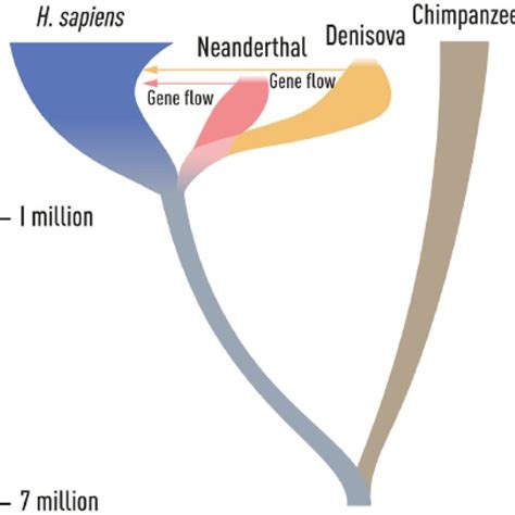 phylogenetic tree demonstrating  evolution relationship  gene