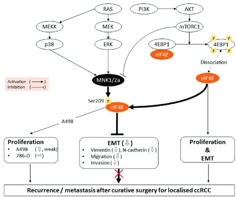 Schematic Diagrams Of The Signaling Pathways And Biological Reactions