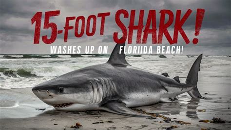 Massive 15 Foot Great White Shark Washes Up On Florida Beach 1 500