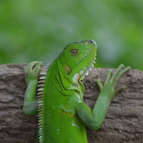 The Negative Impact Of Iguanas On Property Owners Pest Wildlife Pro LLC