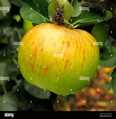 Apple Malus Domestica Bramleys Seedling Hi Res Stock Photography And