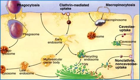 Lysosome, peroxisome, mitochondria Histology Flashcards | Quizlet