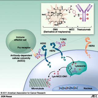 Herceptin Mechanism Of Action