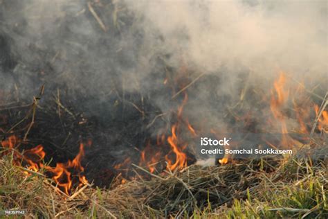 Penyebab Pembakaran Limbah Pertanian Akibat Kabut Asap Dan Polusi Foto