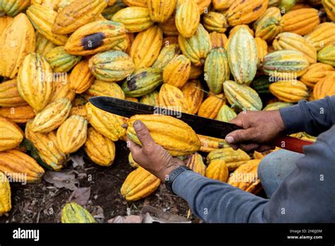 Cocoa farming hi-res stock photography and images - Alamy