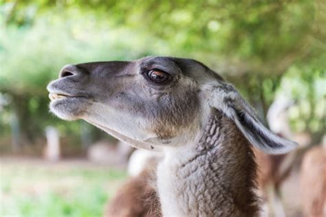 90+ Camelid Family Stock Photos, Pictures & Royalty-Free Images - iStock