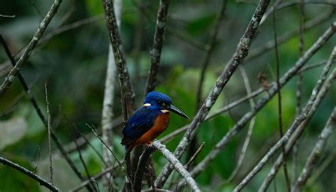 Mabira Forest Birds Uganda Tropical Nature Tours Birding In Paradise