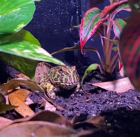 Pacman Frog In A Bioactive Rnclosure Pacman Frog Frog Frog Terrarium