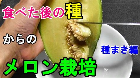 食べたメロンの種を鉢植え1 種まき～育苗 Youtube