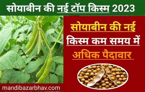 Soyabean New Variety 2023 सोयाबीन की ये टॉप नई किस्में जो कम समय में पकने में है सक्षम और देगी