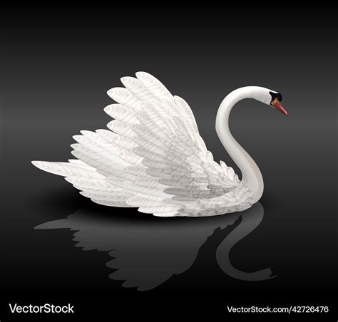 White Swan On Black Water Royalty Free Vector Image