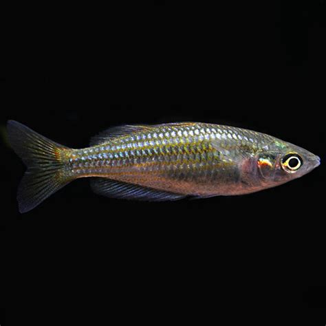 Australian Rainbow Melanotaenia Fluviatilis Tropical Fish For