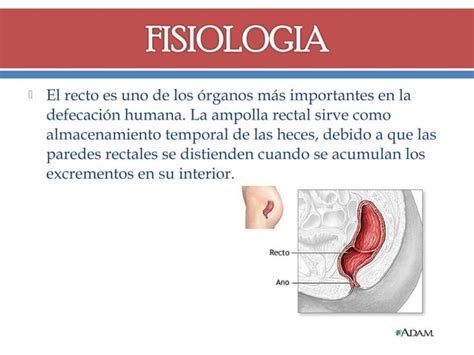 Recto Y Ano PPT