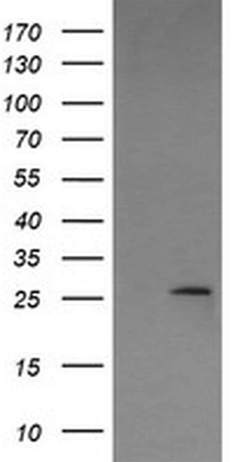 Lgals Monoclonal Antibody Oti A Truemab Origene L