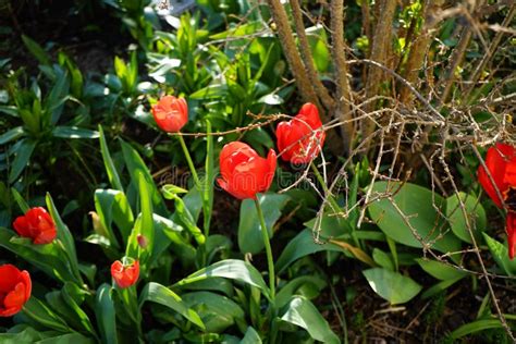 Red Tulips Seadov Bloom In The Garden In Spring Berlin Germany Stock