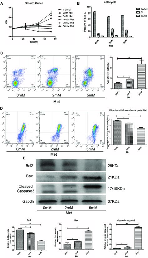 Metformin Met Induced Apoptosis Via The Mitochondrial Apoptotic