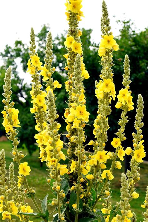 Great Mullein Verbascum Thapsus 50 Seeds Heirloom Non Gmo Open