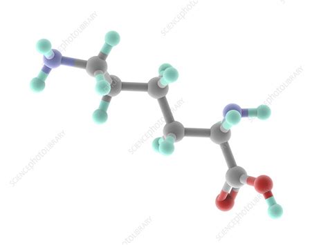 Lysine Molecule Stock Image F0059198 Science Photo Library