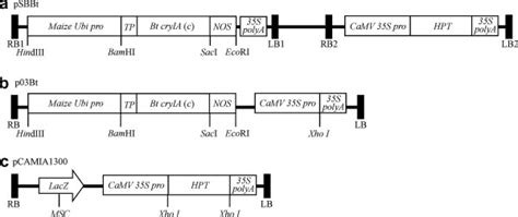 The T Dna Structure Of The Binary Vectors A Psbbt B P03bt C