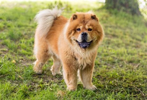 Chow Chow Race De Chien Hello Animaux