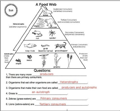 Food Webs And Food Chain Worksheets Answer Key