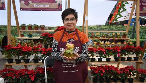 Festival De Flores De Nochebuena 2023 En Cdmx Fechas Y Ubicación Del