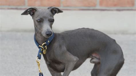 What’s Better for My Italian Greyhound - Collar or Harness?