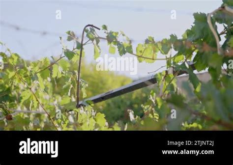 Curled leaf vine Stock Videos & Footage - HD and 4K Video Clips - Alamy