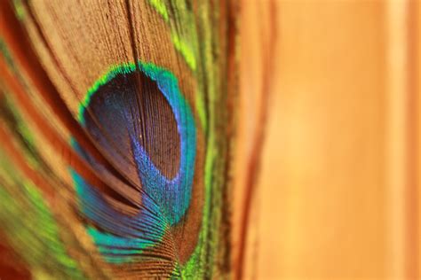 Close-up Photo of Peacock's Feather · Free Stock Photo