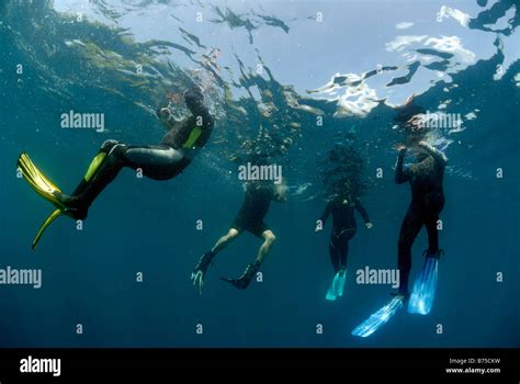 Group snorkeling Mahe Seychelles Indian Ocean Stock Photo - Alamy