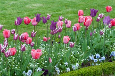 21 Pink Theme Garden Ideas Using Pink Annual Flowers Gardenoid