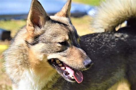 Chien Elevage Los Nobles Del Norte Eleveur De Chiens Vallhund