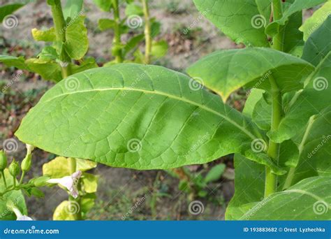 Folhas E Caules De Cigarro Foto De Stock Imagem De Variedades 193883682