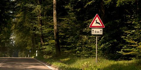 Vorsicht Vor Wildwechsel Das Solltest Du Beachten Blog Dacia