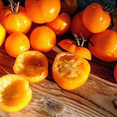 Yellow Stuffer Tomato Meraki Seeds