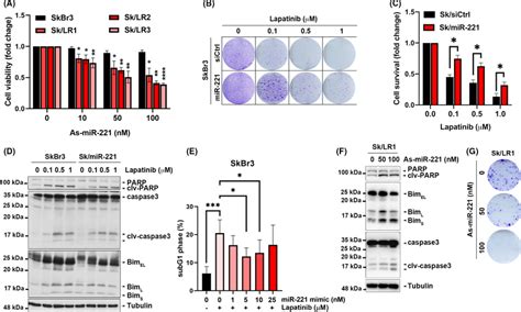 Mir Contributes To Lapatinib Resistance A Cell Viability Of Skbr