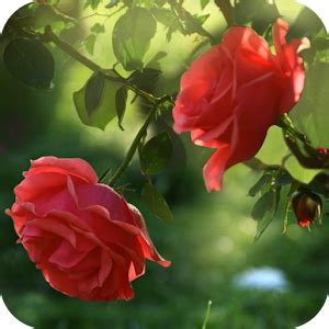 Red Rose Flowers Live Wallpaper | Best Flower Site