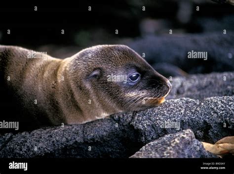 California Sea Lion Pup Zalophus Californianus Espinosa Point