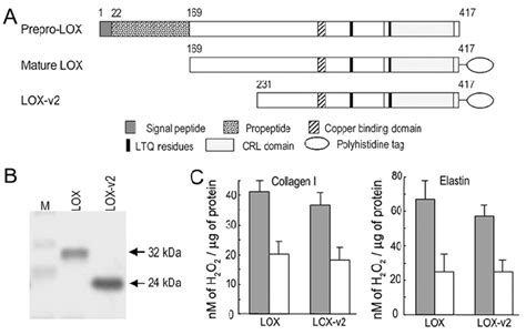 Amine Oxidase Activity Of Lysyl Oxidase Lox And Lox Transcript