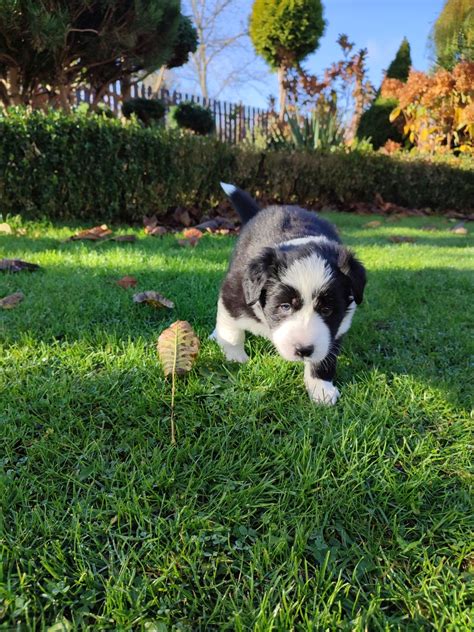 Szczeniaki Border Collie G Owienka Olx Pl