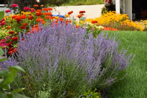 How To Create Low Maintenace Drought Tolerant Landscaping Hgtv