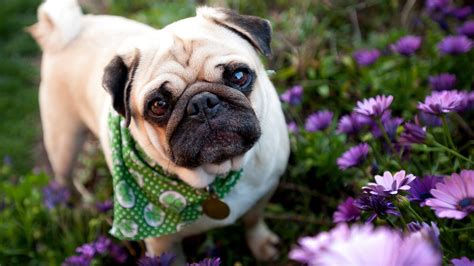 Pug Puppies Wallpaper (61+ images)