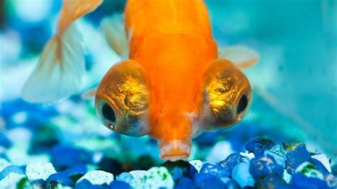 √ Black Cold Water Fish With Big Eyes Fischlexikon